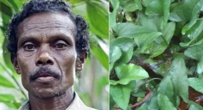 ആരോഗ്യപ്പച്ചയെ പുറംലോകത്ത് എത്തിച്ച കുട്ടിമാത്തന്കാണി അന്തരിച്ചു ആരോഗ്യപ്പച്ചയെ പുറംലോകത്ത് എത്തിച്ച കുട്ടിമാത്തന്കാണി അന്തരിച്ചു