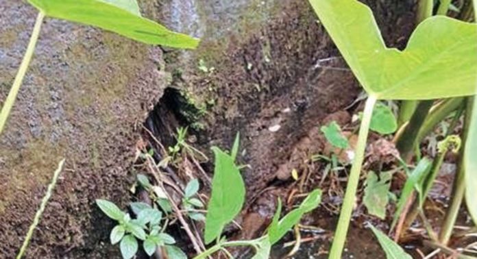 പുലിയൂരിലെ പാടശേഖരങ്ങളിൽ വെള്ളമെത്തിക്കുന്ന പമ്പ ഇറിഗേഷൻ പദ്ധതിയുടെ പ്രധാന കനാൽ തകർന്നു പുലിയൂരിലെ പാടശേഖരങ്ങളിൽ വെള്ളമെത്തിക്കുന്ന പമ്പ ഇറിഗേഷൻ പദ്ധതിയുടെ പ്രധാന കനാൽ തകർന്നു