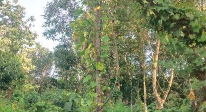 കുന്നന്താനം നെല്ലിമല ജംഗ്ഷനില് കാടുമൂടി വൈദ്യുതി പോസ്റ്റ് കുന്നന്താനം നെല്ലിമല ജംഗ്ഷനില് കാടുമൂടി വൈദ്യുതി പോസ്റ്റ്