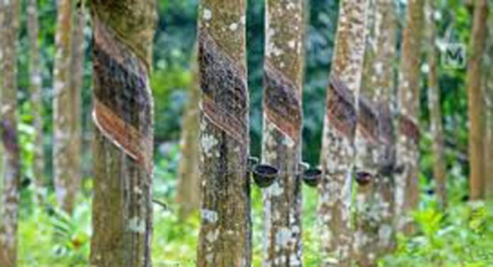കേര പദ്ധതി ; പുനർകൃഷിയുടെയും പുതുകൃഷിയുടെയും പേരിൽ ധൂർത്തടിക്കുന്നതായി ആക്ഷേപം കേര പദ്ധതി ; പുനർകൃഷിയുടെയും പുതുകൃഷിയുടെയും പേരിൽ ധൂർത്തടിക്കുന്നതായി ആക്ഷേപം