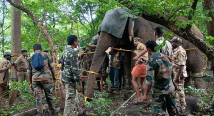 പി ടി ഫൈവ് കാട്ടാനയെ ചികിത്സ നല്കി വനത്തിനുള്ളിലേക്ക് തുരത്തി പി ടി ഫൈവ് കാട്ടാനയെ ചികിത്സ നല്കി വനത്തിനുള്ളിലേക്ക് തുരത്തി