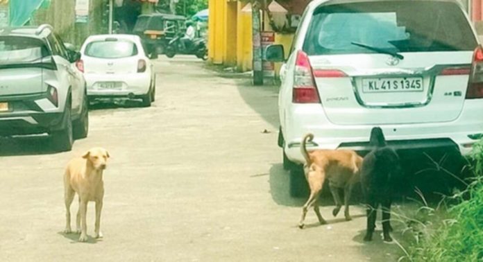 തെരുവുനായ ശല്യത്തില് വലഞ്ഞ് പുല്ലാട് തെരുവുനായ ശല്യത്തില് വലഞ്ഞ് പുല്ലാട്