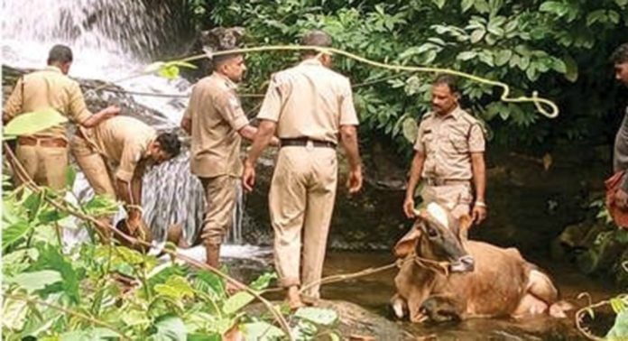 കൊടുമുടിയിൽ പാറക്കെട്ടിലൂടെ വെള്ളച്ചാട്ടത്തിൽ വീണുപോയ പശുവിനെ അഗ്നിരക്ഷാസേനയും നാട്ടുകാരും ചേർന്ന് സാഹസികമായി രക്ഷപെടുത്തി കൊടുമുടിയിൽ പാറക്കെട്ടിലൂടെ വെള്ളച്ചാട്ടത്തിൽ വീണുപോയ പശുവിനെ അഗ്നിരക്ഷാസേനയും നാട്ടുകാരും ചേർന്ന് സാഹസികമായി രക്ഷപെടുത്തി