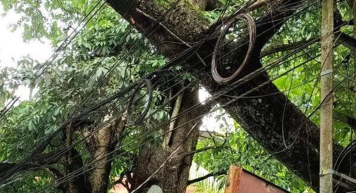 തിരുവല്ല എം.സി റോഡിലെ യാത്രക്കാർക്ക് ഭീഷണിയായി വാകമരം ; മുറിച്ചു മാറ്റാതെ അധികൃതര് തിരുവല്ല എം.സി റോഡിലെ യാത്രക്കാർക്ക് ഭീഷണിയായി വാകമരം ; മുറിച്ചു മാറ്റാതെ അധികൃതര്