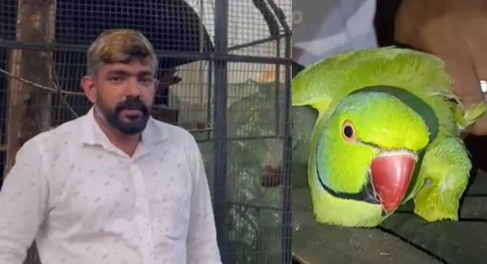 മോതിര തത്തയെ വളർത്തിയ കേസ്; പരിക്ക് പറ്റിയ തത്തയെ രക്ഷിച്ചതാണെന്ന് യുവാവിന്റെ വിശദീകരണം മോതിര തത്തയെ വളർത്തിയ കേസ്; പരിക്ക് പറ്റിയ തത്തയെ രക്ഷിച്ചതാണെന്ന് യുവാവിന്റെ വിശദീകരണം