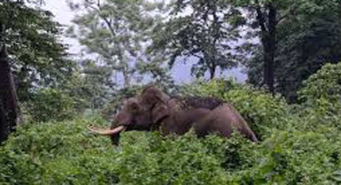 പുലിയും കാട്ടാനക്കൂട്ടവും ; ഭീതിയില് കലഞ്ഞൂർ പുലിയും കാട്ടാനക്കൂട്ടവും ; ഭീതിയില് കലഞ്ഞൂർ