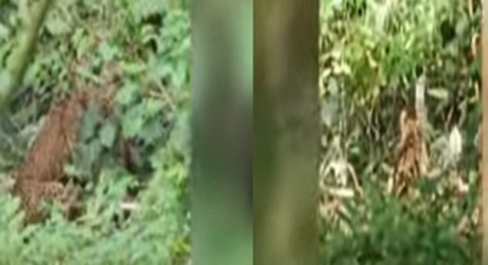 തിരുവനന്തപുരം അമ്പൂരി കാരിക്കുഴിയിൽ പുള്ളിപ്പുലി കുടുങ്ങി തിരുവനന്തപുരം അമ്പൂരി കാരിക്കുഴിയിൽ പുള്ളിപ്പുലി കുടുങ്ങി