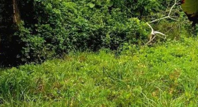 ഉത്തരപള്ളിയാറിന്റെ പുനരുജ്ജീവനത്തിനായി വിദഗ്ദ്ധരടങ്ങിയ പ്രത്യേക ഉദ്യോഗസ്ഥ സമിതിയെ സർക്കാർ നിയോഗിച്ചു ഉത്തരപള്ളിയാറിന്റെ പുനരുജ്ജീവനത്തിനായി വിദഗ്ദ്ധരടങ്ങിയ പ്രത്യേക ഉദ്യോഗസ്ഥ സമിതിയെ സർക്കാർ നിയോഗിച്ചു