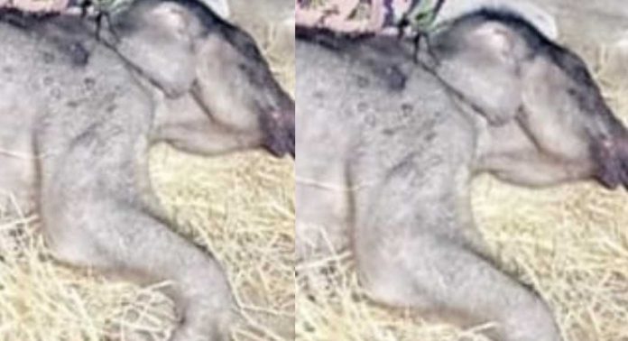 പുല്പ്പള്ളി ചേകാടി സ്കൂളിലെത്തിയ ആനക്കുട്ടി ചരിഞ്ഞു പുല്പ്പള്ളി ചേകാടി സ്കൂളിലെത്തിയ ആനക്കുട്ടി ചരിഞ്ഞു