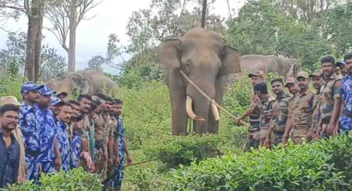 നിരവധി പേരുടെ ജീവനെടുത്ത ആനയെ മയക്കുവെടിവെച്ച് പിടികൂടി സംരക്ഷണ കേന്ദ്രത്തിലേക്ക് മാറ്റി വനംവകുപ്പ് നിരവധി പേരുടെ ജീവനെടുത്ത ആനയെ മയക്കുവെടിവെച്ച് പിടികൂടി സംരക്ഷണ കേന്ദ്രത്തിലേക്ക് മാറ്റി വനംവകുപ്പ്