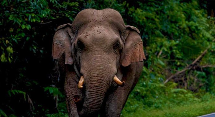 അതിരപ്പിള്ളിയിൽ കാട്ടാന ആക്രമണത്തിൽ മധ്യവയസ്കൻ കൊല്ലപ്പെട്ടു അതിരപ്പിള്ളിയിൽ കാട്ടാന ആക്രമണത്തിൽ മധ്യവയസ്കൻ കൊല്ലപ്പെട്ടു