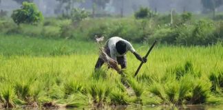 സർക്കാർ സംഭരിച്ച നെല്ലിന്റെ പണം നൽകാത്തത്തിൽ വ്യാപക പ്രതിഷേധവുമായി പാലക്കാട്ടെ നെൽകർഷകർ