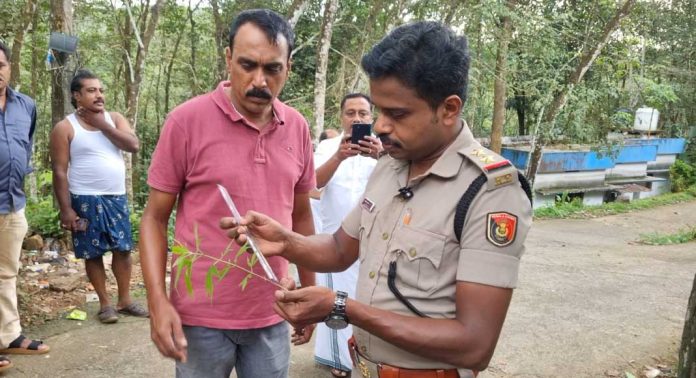 അരുവാപ്പുലം അക്കരകാലപടിയിൽ കഞ്ചാവ് ചെടി കണ്ടെത്തി അരുവാപ്പുലം അക്കരകാലപടിയിൽ കഞ്ചാവ് ചെടി കണ്ടെത്തി