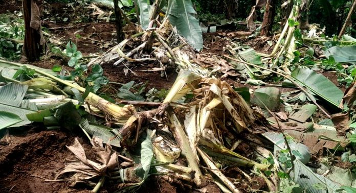 കര്ഷകനെ കണ്ണീരണിയിച്ച് കാട്ടാനക്കൂട്ടം ; ചവിട്ടിമെതിച്ചത് 250 ലധികം കുലവാഴകള് കര്ഷകനെ കണ്ണീരണിയിച്ച് കാട്ടാനക്കൂട്ടം ; ചവിട്ടിമെതിച്ചത് 250 ലധികം കുലവാഴകള്