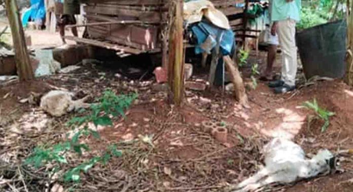 വട്ടമ്പലത്ത് അജ്ഞാത ജീവി അഞ്ച് ആടുകളെ കടിച്ചു കൊന്നു വട്ടമ്പലത്ത് അജ്ഞാത ജീവി അഞ്ച് ആടുകളെ കടിച്ചു കൊന്നു