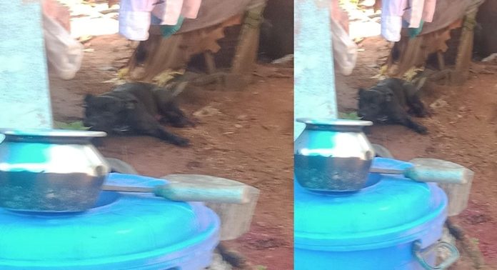 പാലക്കാട് ആക്രമിക്കാൻ എത്തിയ വളർത്തുനായയുടെ കാൽ വെട്ടി നാട്ടുകാർ പാലക്കാട് ആക്രമിക്കാൻ എത്തിയ വളർത്തുനായയുടെ കാൽ വെട്ടി നാട്ടുകാർ