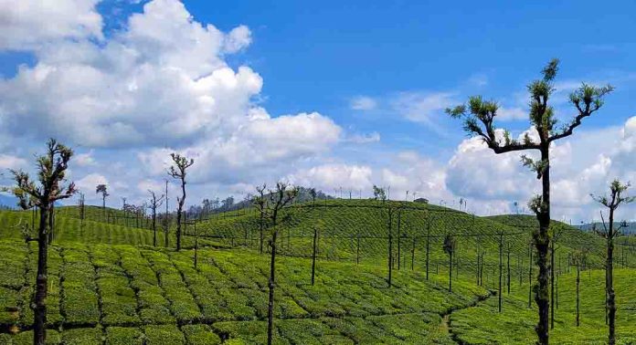 വാൽപ്പാറയിലും ഇ-പാസ് സംവിധാനം ഏര്പ്പെടുത്തും വാൽപ്പാറയിലും ഇ-പാസ് സംവിധാനം ഏര്പ്പെടുത്തും
