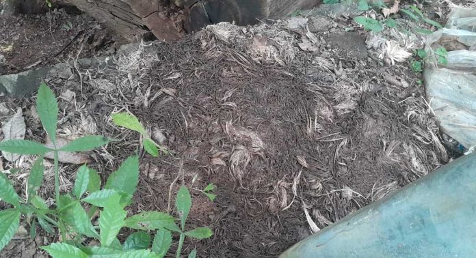 തണ്ണിത്തോട് – ചിറ്റാർ റോഡിൽ കോഴി മാലിന്യം തള്ളി തണ്ണിത്തോട് – ചിറ്റാർ റോഡിൽ കോഴി മാലിന്യം തള്ളി