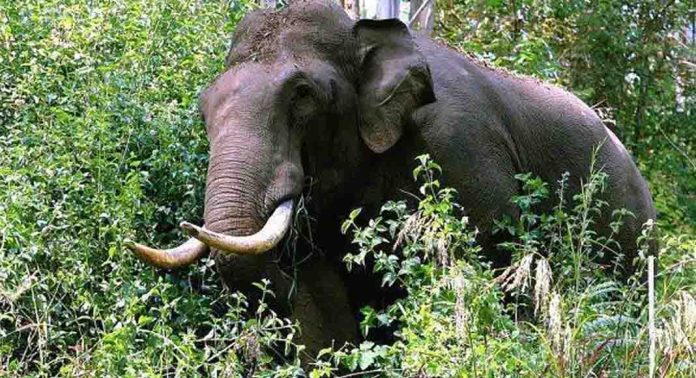 കോതമംഗലത്ത് കാട്ടാന ആക്രമണത്തിൽ ഒരു മരണം കോതമംഗലത്ത് കാട്ടാന ആക്രമണത്തിൽ ഒരു മരണം