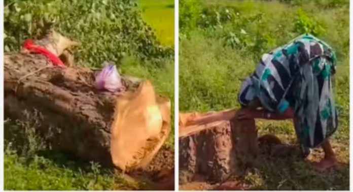 മകനെപ്പോലെ വളര്ത്തിയ അരയാൽ വെട്ടിയതിൽ ദുഃഖം താങ്ങാനാകാതെ പൊട്ടിക്കരഞ്ഞ് വൃദ്ധ മകനെപ്പോലെ വളര്ത്തിയ അരയാൽ വെട്ടിയതിൽ ദുഃഖം താങ്ങാനാകാതെ പൊട്ടിക്കരഞ്ഞ് വൃദ്ധ