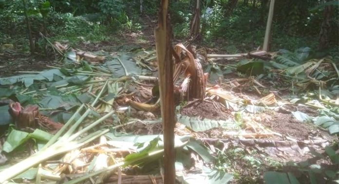 കുളത്തുമണ്ണിൽ കാട്ടാന കൃഷി നശിപ്പിച്ചു കുളത്തുമണ്ണിൽ കാട്ടാന കൃഷി നശിപ്പിച്ചു