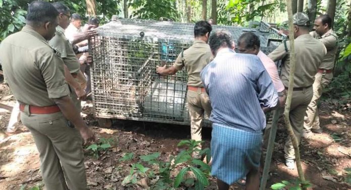 അരുവാപ്പുലം ഊട്ടുപാറയിൽ പുലിക്കൂട് സ്ഥാപിച്ചു അരുവാപ്പുലം ഊട്ടുപാറയിൽ പുലിക്കൂട് സ്ഥാപിച്ചു