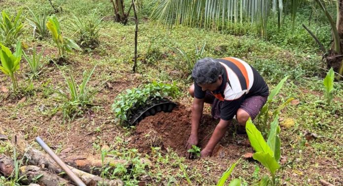 കാപ്പി വിളയും ഗ്രാമം ; റോബസ്റ്റ കാപ്പി കൃഷിയുമായി കൊടുമണ് പഞ്ചായത്ത് കാപ്പി വിളയും ഗ്രാമം ; റോബസ്റ്റ കാപ്പി കൃഷിയുമായി കൊടുമണ് പഞ്ചായത്ത്