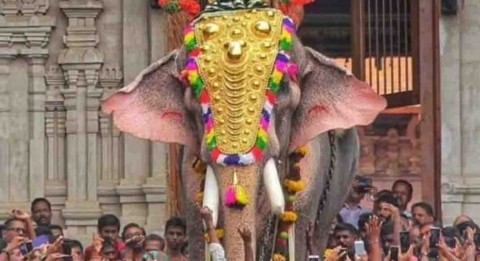 അന്നമനടയിൽ ക്ഷേത്രോത്സവത്തിനിടെ ആനയിടഞ്ഞ് യുവാവിന് പരുക്കേറ്റു അന്നമനടയിൽ ക്ഷേത്രോത്സവത്തിനിടെ ആനയിടഞ്ഞ് യുവാവിന് പരുക്കേറ്റു