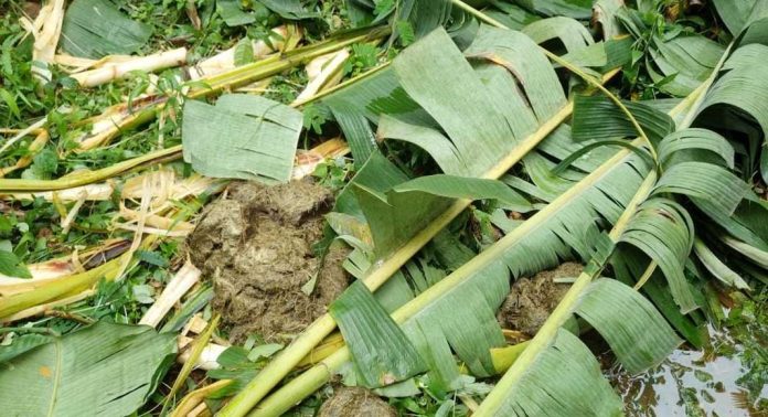 കുളത്തുമണ്ണിൽ കാട്ടാന ആക്രമണത്തിൽ വ്യാപക കൃഷി നാശം കുളത്തുമണ്ണിൽ കാട്ടാന ആക്രമണത്തിൽ വ്യാപക കൃഷി നാശം