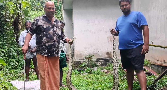 റാന്നി മന്ദിരം പാലച്ചുവട് ജംങ്ഷന് സമീപമുള്ള തോട്ടിൽ നിന്നും കൂറ്റൻ പെരുപാമ്പിനെ പിടികൂടി റാന്നി മന്ദിരം പാലച്ചുവട് ജംങ്ഷന് സമീപമുള്ള തോട്ടിൽ നിന്നും കൂറ്റൻ പെരുപാമ്പിനെ പിടികൂടി
