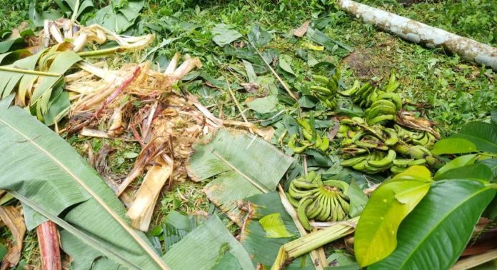 കോന്നി അരുവാപ്പുലത്ത് കാട്ടാനകൂട്ടം കൃഷി നശിപ്പിച്ചു കോന്നി അരുവാപ്പുലത്ത് കാട്ടാനകൂട്ടം കൃഷി നശിപ്പിച്ചു