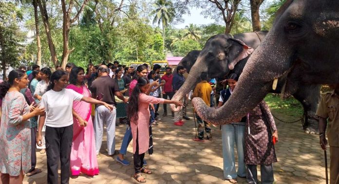 ഗജവീരൻമാരെ അടുത്തറിഞ്ഞ് ആനയൂട്ട് നടത്തി വിദ്യാർത്ഥികൾ ഗജവീരൻമാരെ അടുത്തറിഞ്ഞ് ആനയൂട്ട് നടത്തി വിദ്യാർത്ഥികൾ