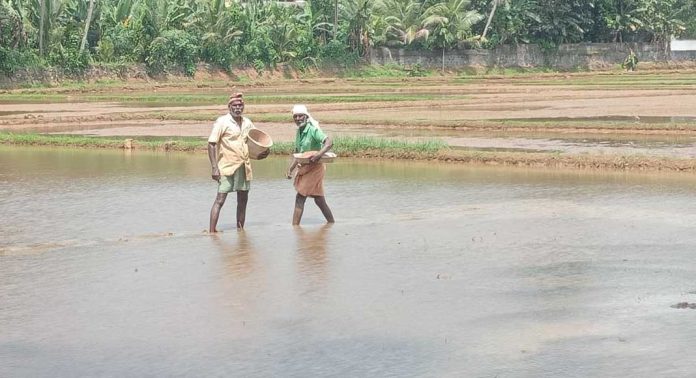 നെൽവിത്ത് വിതരണ ഉദ്ഘാടനം നടത്തി നെൽവിത്ത് വിതരണ ഉദ്ഘാടനം നടത്തി