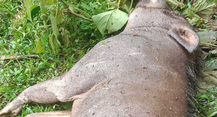 മലപ്പുറം ജില്ലയിൽ ജനവാസ കേന്ദ്രങ്ങൾക്ക് സമീപം കാട്ടുപന്നികൾ കൂട്ടത്തോടെ ചത്തൊടുങ്ങുന്നതിൽ ആശങ്ക മലപ്പുറം ജില്ലയിൽ ജനവാസ കേന്ദ്രങ്ങൾക്ക് സമീപം കാട്ടുപന്നികൾ കൂട്ടത്തോടെ ചത്തൊടുങ്ങുന്നതിൽ ആശങ്ക