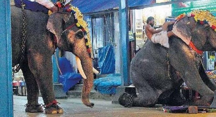 ഗുരുവായൂർ ആനക്കോട്ടയിലെ കൊമ്പൻ ഗുരുവായൂർ ഗോകുൽ ചരിഞ്ഞു ഗുരുവായൂർ ആനക്കോട്ടയിലെ കൊമ്പൻ ഗുരുവായൂർ ഗോകുൽ ചരിഞ്ഞു