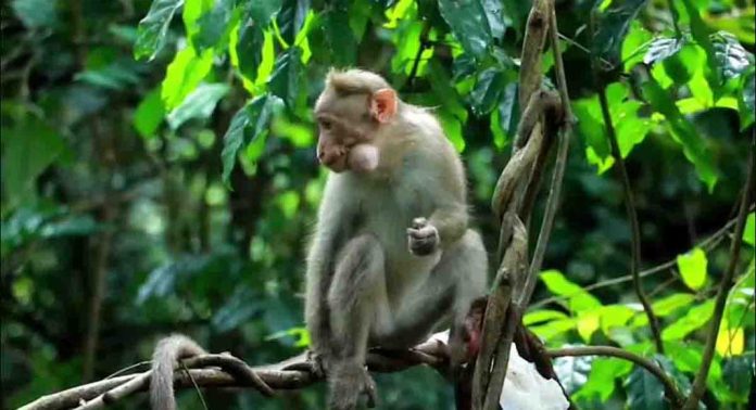 എലിമുള്ളുംപ്ലാക്കലിൽ കടകളിൽ നിന്ന് സാധനങ്ങൾ അപഹരിച്ച് വാനര സംഘം എലിമുള്ളുംപ്ലാക്കലിൽ കടകളിൽ നിന്ന് സാധനങ്ങൾ അപഹരിച്ച് വാനര സംഘം