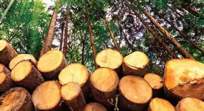 മുട്ടില് മരംമുറി കേസ് ; വനം വകുപ്പ് പിടിച്ചെടുത്ത 15 കോടി രൂപ വില നിശ്ചയിച്ച തടികള് മഴയേറ്റ് നശിക്കുന്നു മുട്ടില് മരംമുറി കേസ് ; വനം വകുപ്പ് പിടിച്ചെടുത്ത 15 കോടി രൂപ വില നിശ്ചയിച്ച തടികള് മഴയേറ്റ് നശിക്കുന്നു