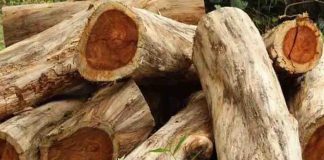 മുട്ടിൽ മരംമുറി കേസ് : നിര്ണായക ഉത്തരവുമായി ബത്തേരി മജിസ്ട്രേറ്റ് കോടതി