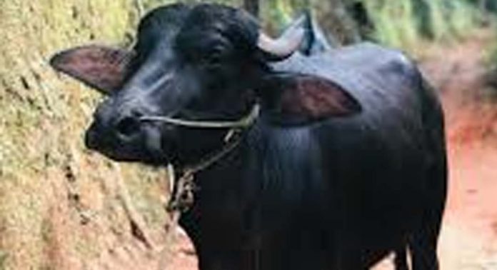 നടക്കാവിൽ വിരണ്ടോടിയ പോത്ത് രണ്ട് പേരെ കുത്തിപ്പരിക്കേൽപ്പിച്ചു നടക്കാവിൽ വിരണ്ടോടിയ പോത്ത് രണ്ട് പേരെ കുത്തിപ്പരിക്കേൽപ്പിച്ചു