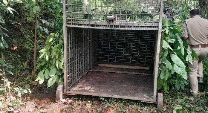 ഇഞ്ചപ്പാറയിൽ പുലി മൂരികിടാവിനെ പിടിച്ചു ; വനംവകുപ്പ് കൂട് സ്ഥാപിച്ചു ഇഞ്ചപ്പാറയിൽ പുലി മൂരികിടാവിനെ പിടിച്ചു ; വനംവകുപ്പ് കൂട് സ്ഥാപിച്ചു