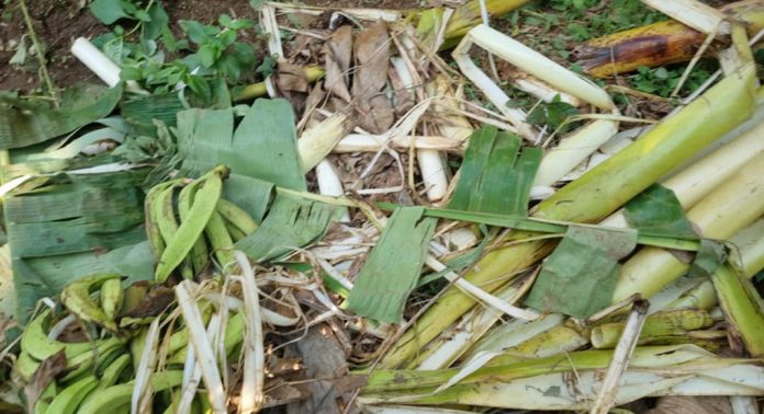 കുളത്തുമണ്ണിൽ കാട്ടാനയുടെ ആക്രമണത്തിൽ കൃഷിനാശം കുളത്തുമണ്ണിൽ കാട്ടാനയുടെ ആക്രമണത്തിൽ കൃഷിനാശം
