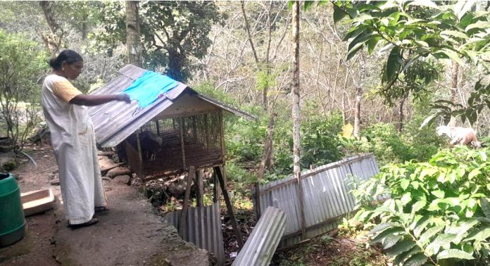 പഴുത്ത വാഴയിലയാണെന്നാണ് ആദ്യം കരുതിയത്, സൂക്ഷിച്ചു നോക്കിയപ്പോഴാണ് പുള്ളിപ്പുലിയാണെന്ന് മനസിലായത് : ഭീതിയുടെ നിഴലിൽ ഒരു ഗ്രാമം പഴുത്ത വാഴയിലയാണെന്നാണ് ആദ്യം കരുതിയത്, സൂക്ഷിച്ചു നോക്കിയപ്പോഴാണ് പുള്ളിപ്പുലിയാണെന്ന് മനസിലായത് : ഭീതിയുടെ നിഴലിൽ ഒരു ഗ്രാമം