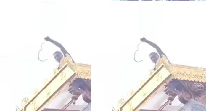 സന്നിധാനത്ത് നിന്ന് പച്ചില പാമ്പിനെ പിടികൂടി സന്നിധാനത്ത് നിന്ന് പച്ചില പാമ്പിനെ പിടികൂടി
