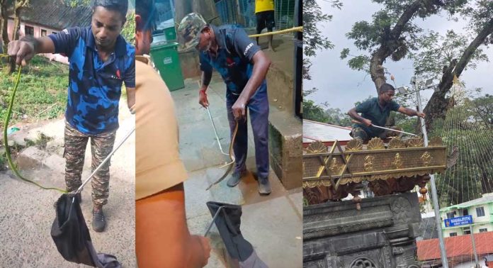 ശബരിമല, പമ്പ പരിസരത്ത് നിന്ന് ഇതുവരെ പിടികൂടി ഉൾവനത്തിൽ വിട്ടത് 65 പാമ്പുകളെ ശബരിമല, പമ്പ പരിസരത്ത് നിന്ന് ഇതുവരെ പിടികൂടി ഉൾവനത്തിൽ വിട്ടത് 65 പാമ്പുകളെ