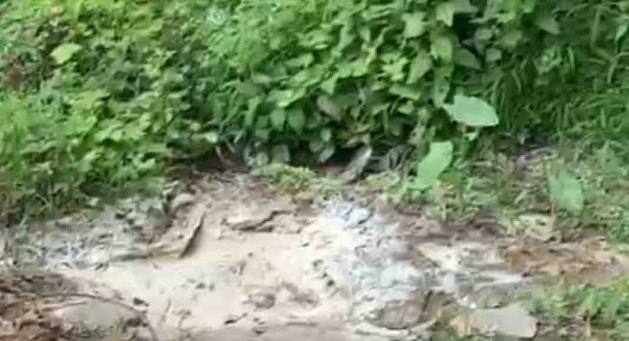 രാത്രിയുടെ മറവില് വീണ്ടും വീണ്ടും തള്ളുന്നത് കക്കൂസ് മാലിന്യം ; ദുരിതത്തിലായി നാട്ടുകാർ രാത്രിയുടെ മറവില് വീണ്ടും വീണ്ടും തള്ളുന്നത് കക്കൂസ് മാലിന്യം ; ദുരിതത്തിലായി നാട്ടുകാർ