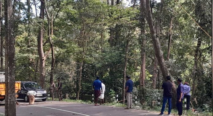 തണ്ണിത്തോട് റോഡിലെ പാഴ്മരങ്ങൾ മുറിച്ചു നീക്കിതുടങ്ങി തണ്ണിത്തോട് റോഡിലെ പാഴ്മരങ്ങൾ മുറിച്ചു നീക്കിതുടങ്ങി