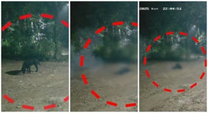പന്നിപ്പടക്കം കടിച്ചെടുത്ത വളർത്തുനായയ്ക്ക് ദാരുണാന്ത്യം പന്നിപ്പടക്കം കടിച്ചെടുത്ത വളർത്തുനായയ്ക്ക് ദാരുണാന്ത്യം