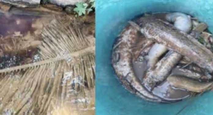 തോട്ടില് രാസമാലിന്യം ഒഴുക്കിയതിനെ തുടര്ന്ന് മത്സ്യങ്ങള് കൂട്ടത്തോടെ ചത്തുപൊങ്ങി തോട്ടില് രാസമാലിന്യം ഒഴുക്കിയതിനെ തുടര്ന്ന് മത്സ്യങ്ങള് കൂട്ടത്തോടെ ചത്തുപൊങ്ങി
