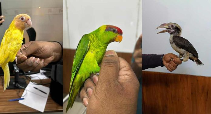 നെടുമ്പാശേരി വിമാനത്താവളം വഴി പക്ഷിക്കടത്ത് ; ദമ്പതികൾ പിടിയിൽ നെടുമ്പാശേരി വിമാനത്താവളം വഴി പക്ഷിക്കടത്ത് ; ദമ്പതികൾ പിടിയിൽ
