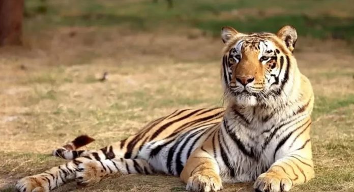 ദേശീയ കടുവാ സെന്സസ് ; ആദ്യഘട്ടം പൂര്ത്തിയായി ദേശീയ കടുവാ സെന്സസ് ; ആദ്യഘട്ടം പൂര്ത്തിയായി